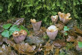 Attēlu rezultāti vaicājumam “Gomphus clavatus”