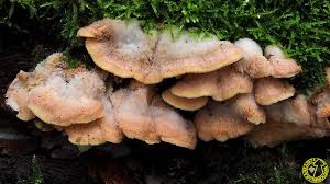 Attēlu rezultāti vaicājumam “Phlebia tremellosa”