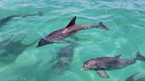 Image result for Belfairs Dolphins Snorkelling Club