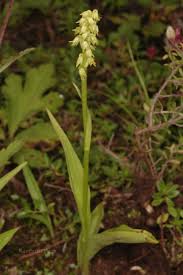 Attēlu rezultāti vaicājumam “Herminium monorchis flower”
