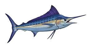 Image result for Istiophorus platypterus