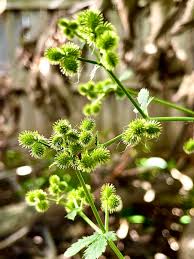Attēlu rezultāti vaicājumam “Sanicula europaea bud”