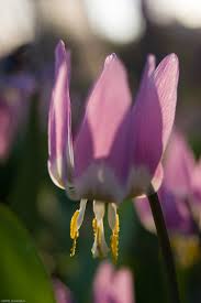 Attēlu rezultāti vaicājumam “Erythronium sibiricum”