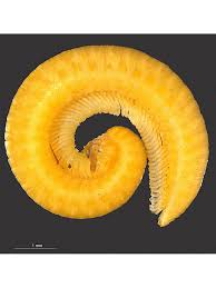 Attēlu rezultāti vaicājumam “Polyzonium germanicum”