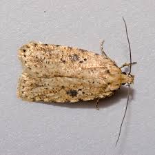 Attēlu rezultāti vaicājumam “Depressariidae”