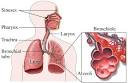 Upper <b>Respiratory Tract</b>