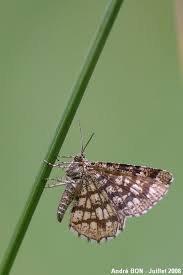 Attēlu rezultāti vaicājumam “Chiasmia clathrata”