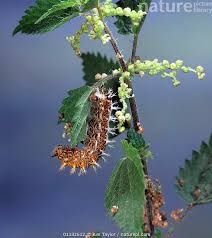 Attēlu rezultāti vaicājumam “Polygonia c-album larva”