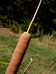 Attēlu rezultāti vaicājumam “Typhaceae”