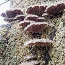 Attēlu rezultāti vaicājumam “Schizophyllum commune”