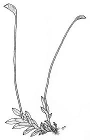 Attēlu rezultāti vaicājumam “Fissidens bryoides sporophyte”