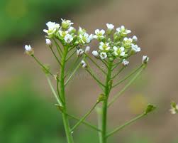 Attēlu rezultāti vaicājumam “Capsella bursa-pastoris flower”
