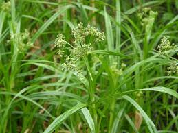 Attēlu rezultāti vaicājumam “Scirpus sylvaticus bud”