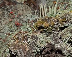 Attēlu rezultāti vaicājumam “Cladonia coniocraea”