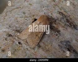 Attēlu rezultāti vaicājumam “Orthosia miniosa imago”