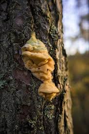 Attēlu rezultāti vaicājumam “Diplomitoporus flavescens”