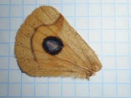 Attēlu rezultāti vaicājumam “Aglia tau”