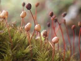 Attēlu rezultāti vaicājumam “Bryales”