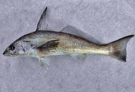 Image result for Menticirrhus americanus