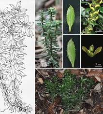 Attēlu rezultāti vaicājumam “Lycopodiaceae”