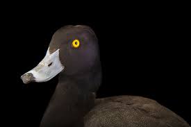 Attēlu rezultāti vaicājumam “Aythya fuligula male”