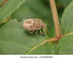 Attēlu rezultāti vaicājumam “Aleurochiton aceris nymph”