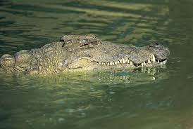 Image result for Crocodylus acutus