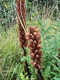 Attēlu rezultāti vaicājumam “Orobanche elatior flower”