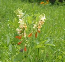 Attēlu rezultāti vaicājumam “Lathyrus laevigatus”