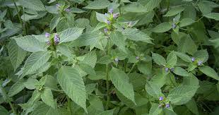 Attēlu rezultāti vaicājumam “Galeopsis tetrahit”