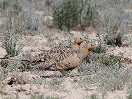 Image result for Syrrhaptes paradoxus