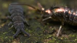 Attēlu rezultāti vaicājumam “Hypogastrura sp.”