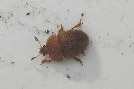 Attēlu rezultāti vaicājumam “Cychramus luteus”