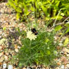 Image result for Scabiosa ochroleuca