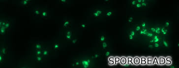 Attēlu rezultāti vaicājumam “Diderma subviridifuscum spores”