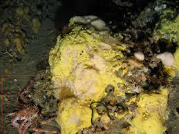 Image result for Lithodes maja