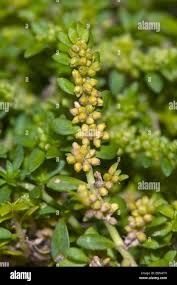 Attēlu rezultāti vaicājumam “Herniaria glabra flower”