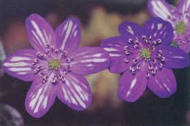 Attēlu rezultāti vaicājumam “Hepatica nobilis bud”