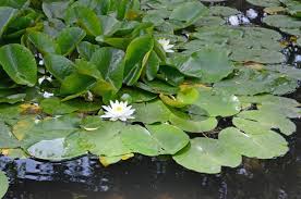 Attēlu rezultāti vaicājumam “Nymphaea alba leaf”