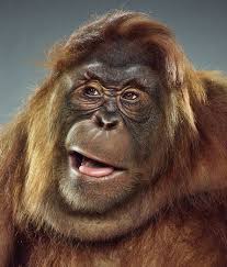 Image result for jill greenberg