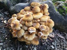 Attēlu rezultāti vaicājumam “Armillaria mellea”