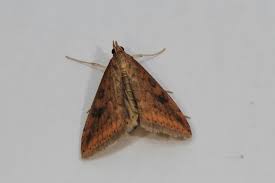 Attēlu rezultāti vaicājumam “Cucullia lucifuga”