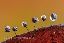 Attēlu rezultāti vaicājumam “Cribraria macrocarpa”