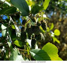 Attēlu rezultāti vaicājumam “Alnus glutinosa fruit”