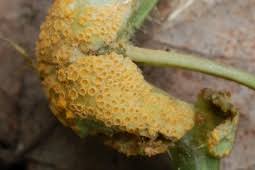 Attēlu rezultāti vaicājumam “Puccinia urticata”