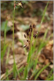Attēlu rezultāti vaicājumam “Luzula pilosa fruit”