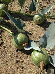 Attēlu rezultāti vaicājumam “Cucurbitaceae”