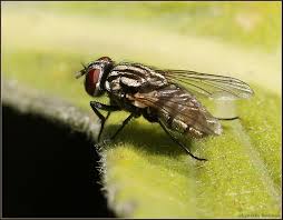 Attēlu rezultāti vaicājumam “Muscidae”