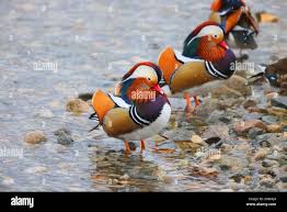 Attēlu rezultāti vaicājumam “Aix galericulata”
