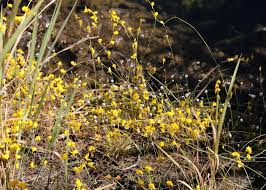 Attēlu rezultāti vaicājumam “Lentibulariaceae”